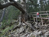 Pinus heldreichii 10, Saxifraga-Harry Jans  1300 year old Pinus heldreichii