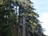 Pinus heldreichii 11, Saxifraga-Harry Jans  Pinus heldreichii