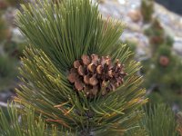 Pinus heldreichii 2, Saxifraga-Jan van der Straaten