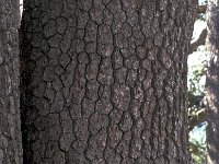Pinus heldreichii 3, Saxifraga-Jan van der Straaten
