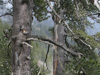 Pinus heldreichii 6, Saxifraga-Dirk Hilbers