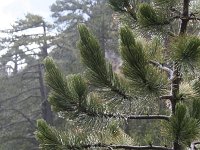 Pinus heldreichii 7, Saxifraga-Dirk Hilbers