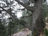 Pinus heldreichii 8, Saxifraga-Dirk Hilbers