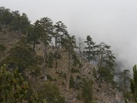 Pinus heldreichii 9, Saxifraga-Dirk Hilbers