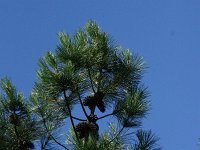 Pinus maritima, French Marine Pine