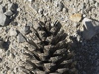 Pinus maritima 10, Saxifraga-Jan van der Straaten