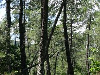 Pinus maritima 7, Saxifraga-Dirk Hilbers