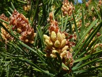 Pinus montana 3, Saxifraga-Hans Grotenhuis