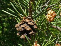 Pinus montana 4, Saxifraga-Hans Grotenhuis