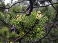Pinus mugo, Dwarf Mountian-pine