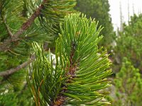 Pinus mugo 28, Saxifraga-Hans Grotenhuis