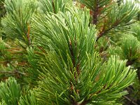 Pinus mugo 31, Saxifraga-Hans Grotenhuis