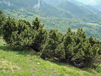 Pinus mugo ssp uncinata 2, Saxifraga-Willem van Kruijsbergen