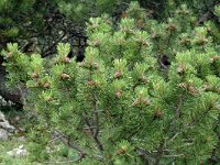 Pinus mugo ssp uncinata 6, Saxifraga-Jan van der Straaten