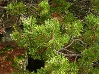 Pinus mugo 30, Saxifraga-Hans Grotenhuis