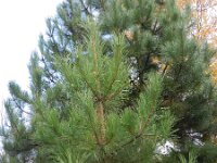 Pinus nigra 17, Zwarte den, Saxifraga-Rutger Barendse