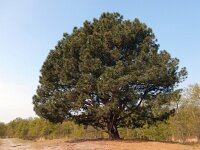Pinus nigra 24, Zwarte den, Saxifraga-Ed Stikvoort