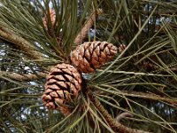 Pinus nigra 28, Zwarte den, Saxifraga-Ed Stikvoort