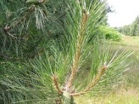 Pinus pinaster 22, Zeeden, Saxifraga-Rutger Barendse