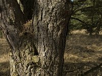 Pinus pinaster 3, Zeeden, Saxifraga-Jan van der Straaten