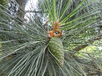 Pinus pinaster 23, Zeeden, Saxifraga-Rutger Barendse