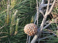 Pinus pinea, Italian Stone Pine
