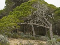 Pinus pinea 10, Parasolden, Saxifraga-Jan van der Straaten