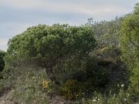 Pinus pinea 11, Parasolden, Saxifraga-Willem van Kruijsbergen