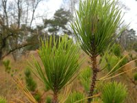 Pinus radiata 2, Saxifraga-Rutger Barendse