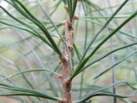 Pinus strobus 11, Weymouthden, Saxifraga-Rutger Barendse
