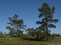 Pinus sylvestris 24, Grove den, Saxifraga-Jan van der Straaten