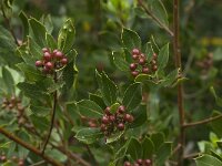 Pistacia lentiscus 18, Saxifraga-Willem van Kruijsbergen