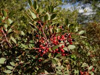 Pistacia lentiscus 33, Saxifraga-Ed Stikvoort