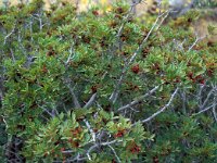 Pistacia lentiscus 34, Saxifraga-Jan van der Straaten