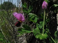 Pisum sativum, Garden Pea
