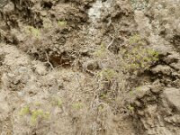 Plantago arborescens 2, Saxifraga-Rutger Barendse