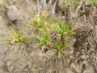 Plantago arborescens 3, Saxifraga-Rutger Barendse