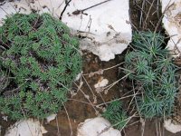 Plantago holosteum ssp scopulorum 4, Saxifraga-Jasenka Topic
