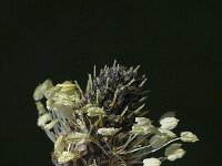 Plantago lanceolata, Ribwort Plantain