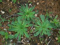 Plantago serraria 3, Saxifraga-Ed Stikvoort