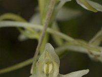 Platanthera bifolia, Lesser Butterfly-orchid