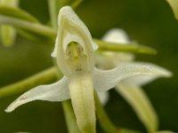 Platanthera bifolia 6, Welriekende nachtorchis, Saxifraga-Hans Dekker