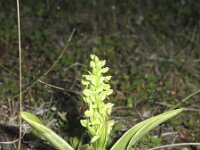 Platanthera hyperborea