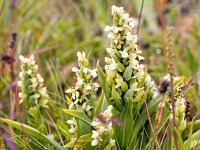 Platanthera hyperborea 8, Saxifraga-Bart Vastenhouw