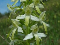 Platanthera x hybrida 3, Welriekende nachtorchis x Bergnachtorchis, Saxifraga-Ed Stikvoort