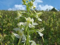 Platanthera x hybrida 6, Welriekende nachtorchis x Bergnachtorchis, Saxifraga-Ed Stikvoort