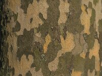 Platanus hispanica 11, Plataan, Saxifraga-Jan van der Straaten