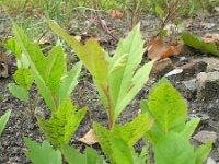 Platanus hispanica 8, Plataan, Saxifraga-Rutger Barendse