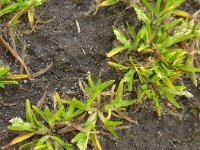 Poa infirma 10, Vroeg beemdgras, Saxifraga-Jelle van Dijk