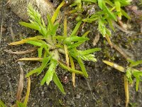 Poa infirma 11, Vroeg beemdgras, Saxifraga-Jelle van Dijk